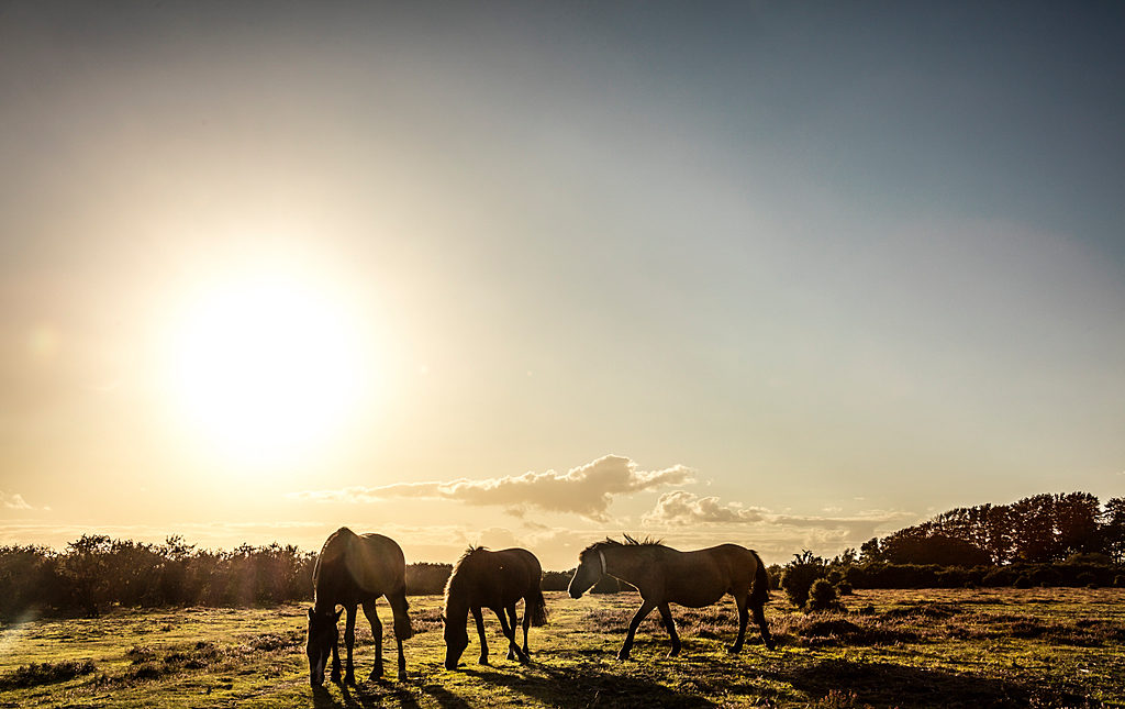 New Forest ponies