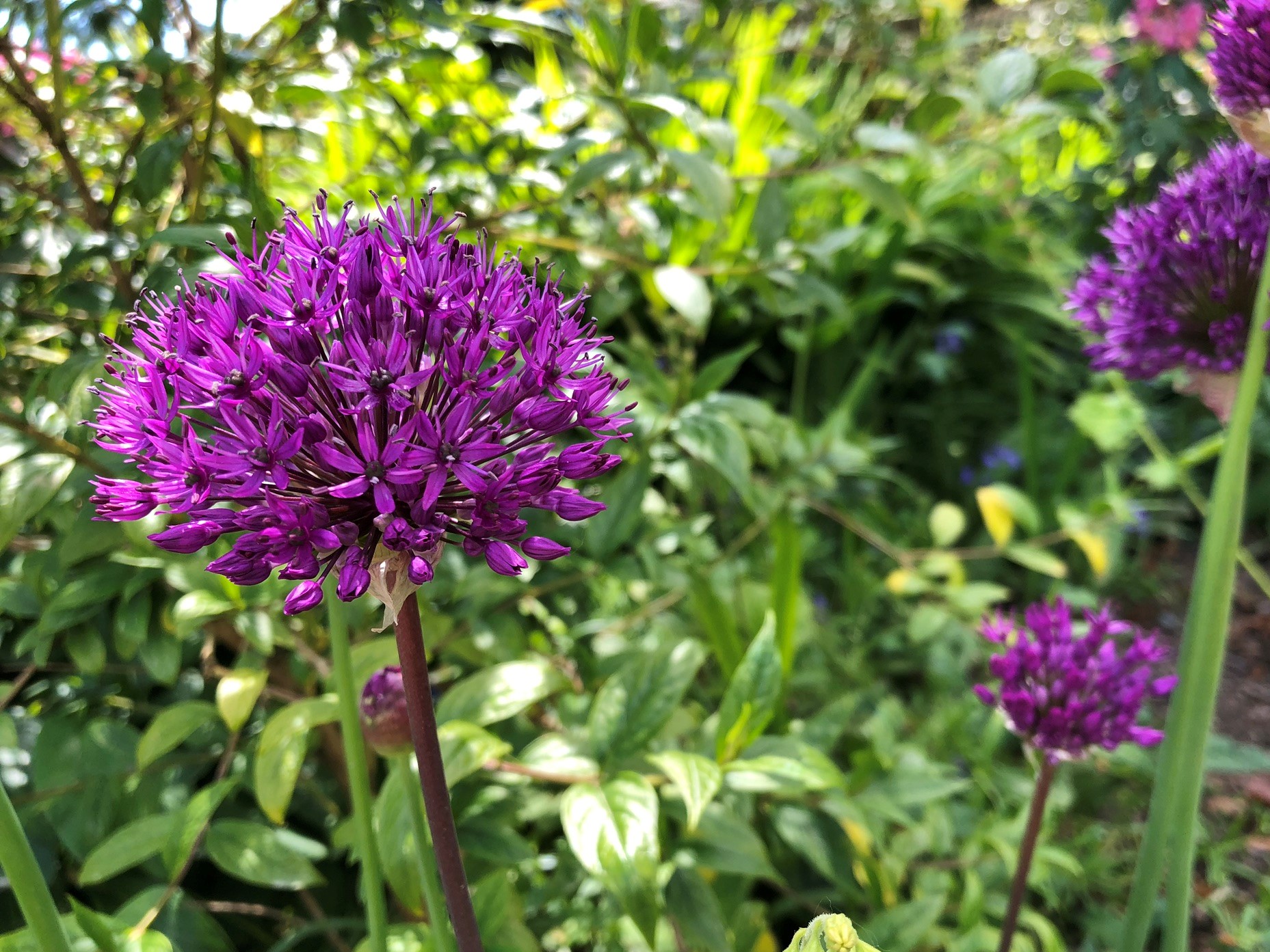 allium