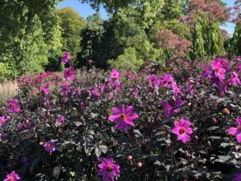 Book a garden tour with Sisley Garden Tours - the leading garden tour