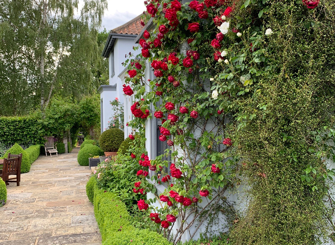 Roses at Havoc Hall garden