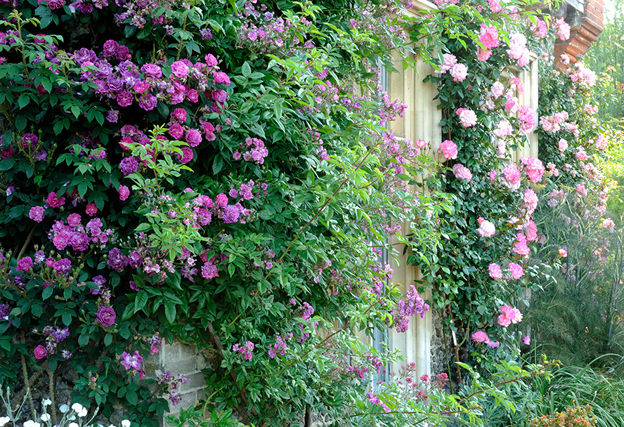 Chelsea Flower Show