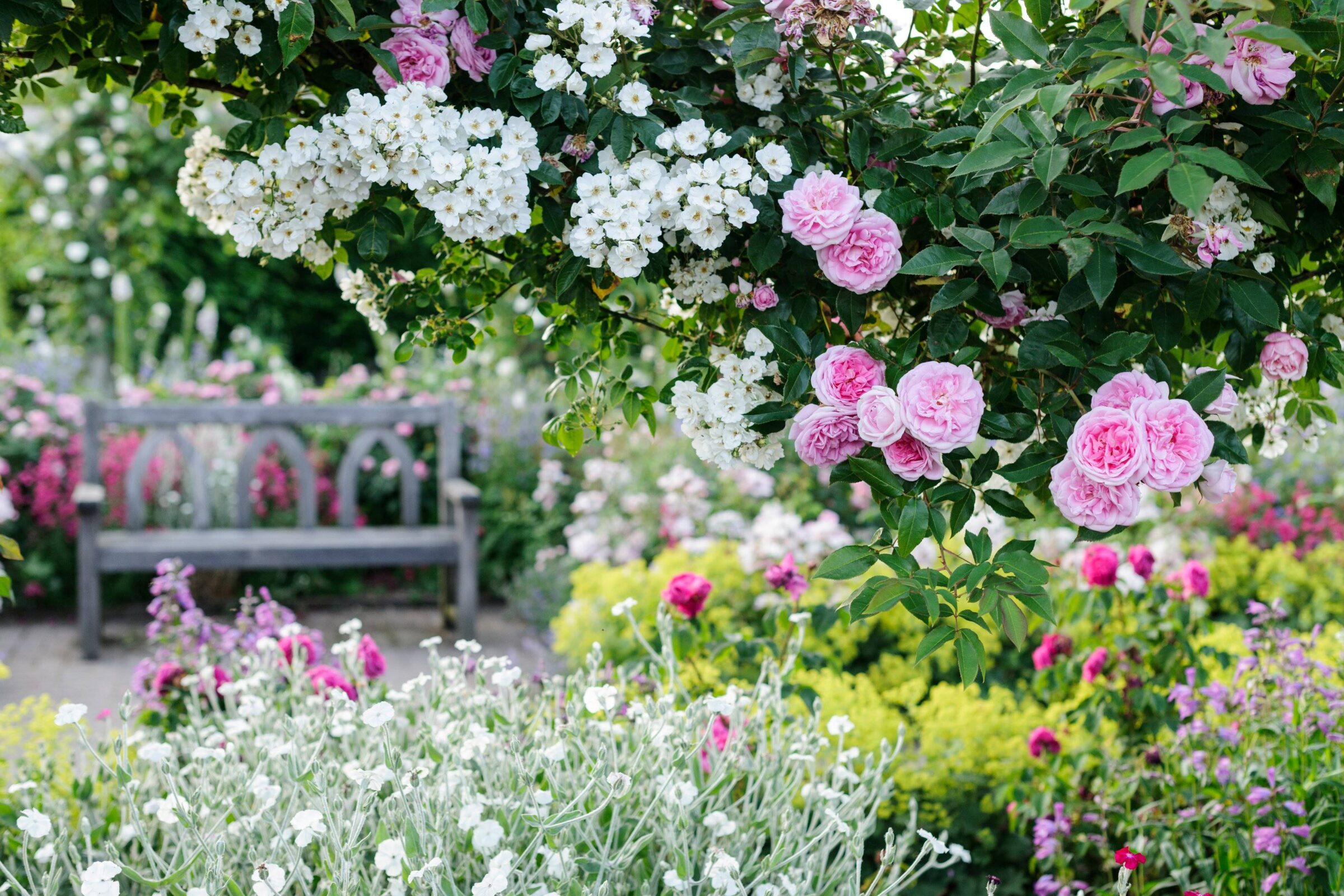 Rosemoor resized for web