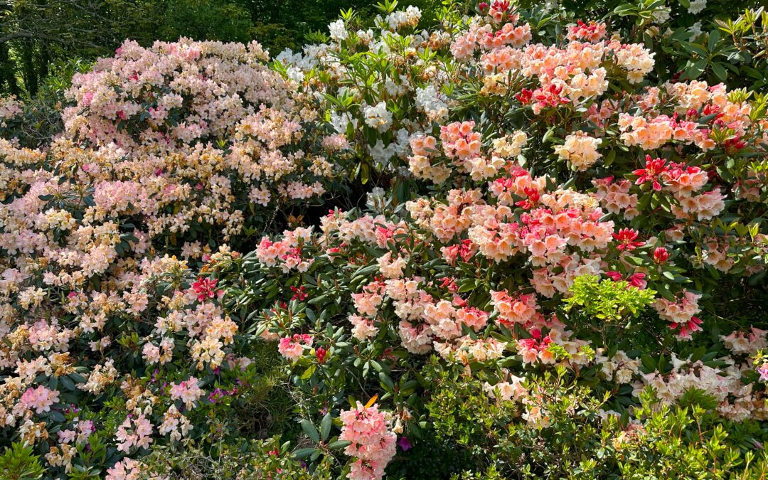 Trebah Gardens