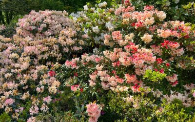 Trebah Gardens