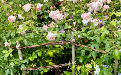 Morton Hall Gardens